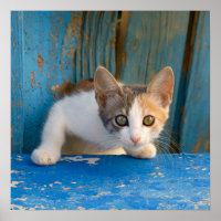Niedlich Calico Cat Kitten Funny Curious Eyes Foto