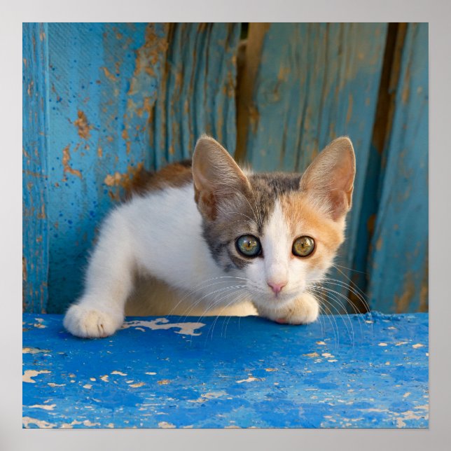 Niedlich Calico Cat Kitten Funny Curious Eyes Foto Poster (Vorne)