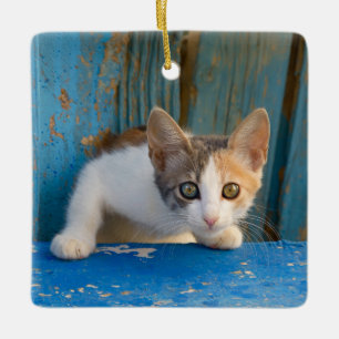 Niedlich Calico Cat Kitten Funny Curry Eyes Foto ' Keramikornament