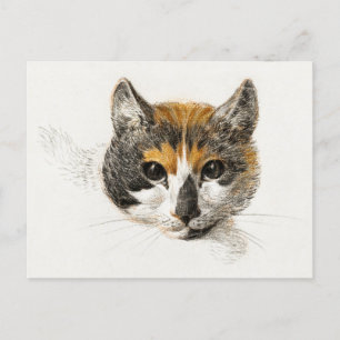 Niedlich Calico Cat Postkarte