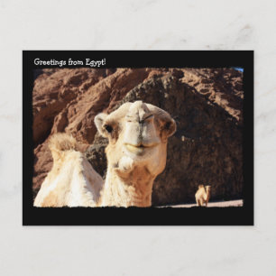 Niedlich Camel Postcard Postkarte