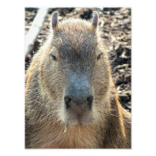 NIEDLICH CAPYBARA FOTODRUCK