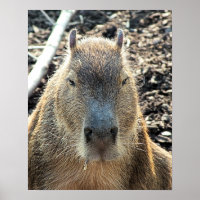 NIEDLICH CAPYBARA