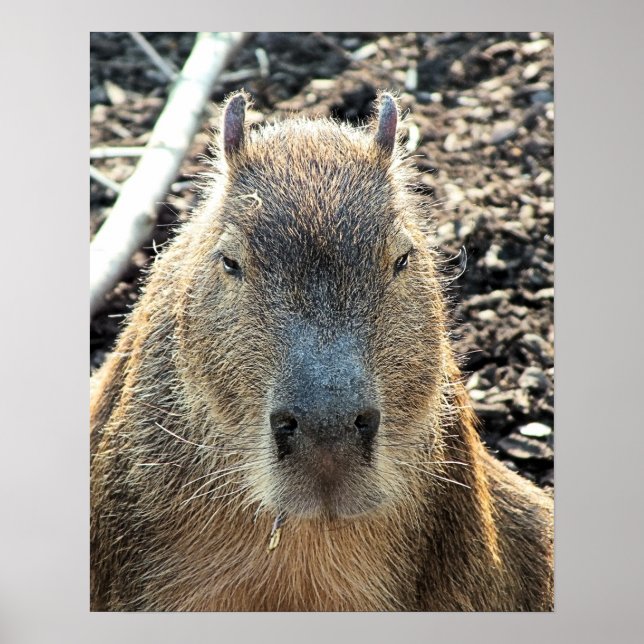 NIEDLICH CAPYBARA POSTER (Vorne)