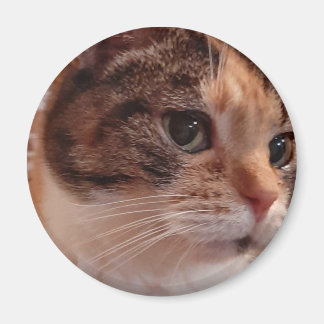 Niedlich Cat Kühlschrank Button Magnet