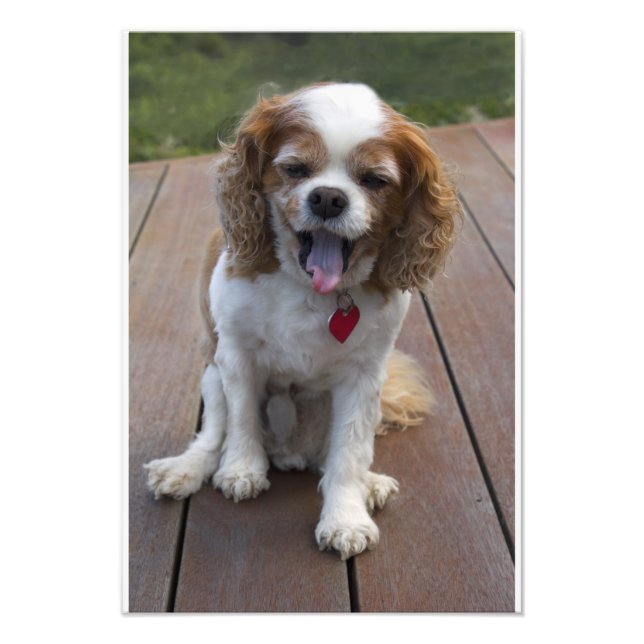 Niedlich Cavalier King Charles Spaniel Dog Yawning Fotodruck (Vorne)
