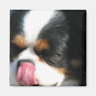 Niedlich Cavalier Spanial Dog Magnet