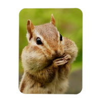 Niedlich Cheeky Chipmunk
