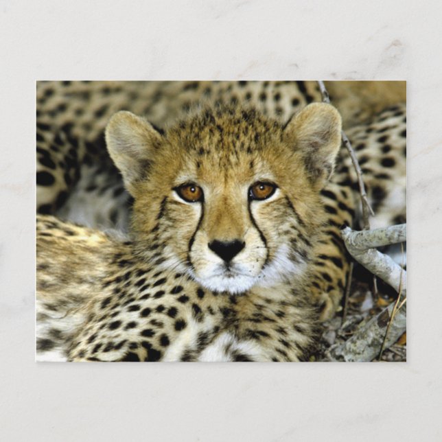 Niedlich Cheetah Postkarte (Vorderseite)