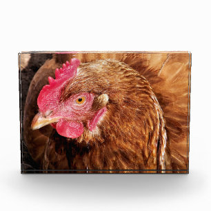 NIEDLICH CHICKEN FOTOBLOCK