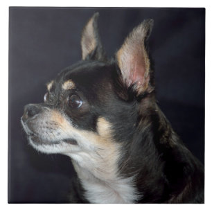 Niedlich Chihuahua Dog Fliese