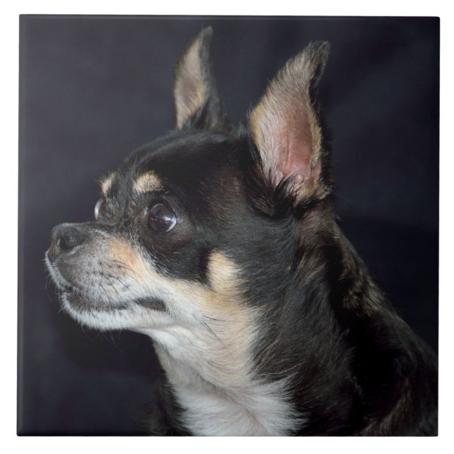 Niedlich Chihuahua Dog Fliese (Vorderseite)