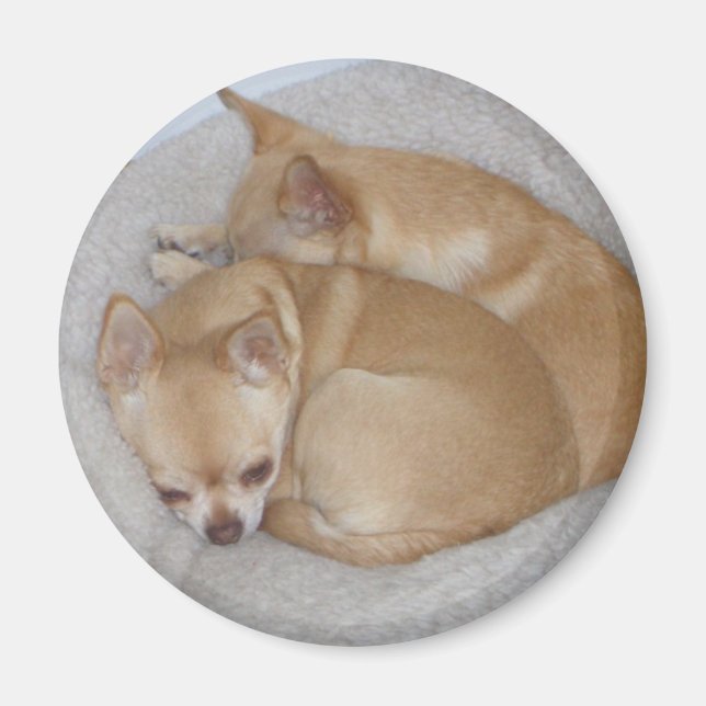Niedlich Chihuahua Magnet (Vorne)