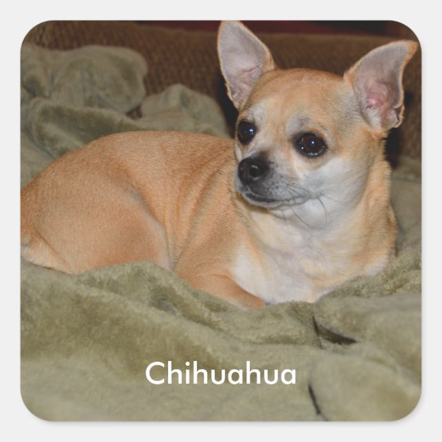 Niedlich Chihuahua Quadratischer Aufkleber (Vorderseite)
