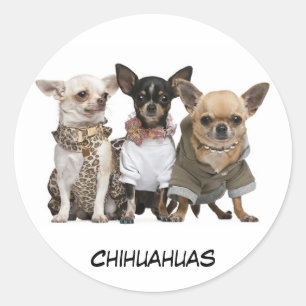 Niedlich Chihuahuas Runder Aufkleber