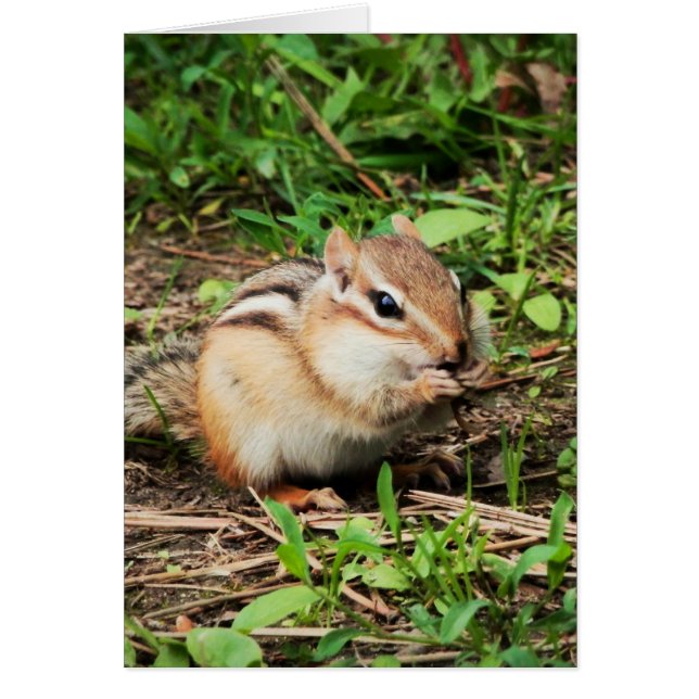 Niedlich Chipmunk (Vorne)