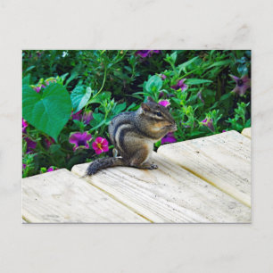 Niedlich-Chipmunk-Foto Postkarte