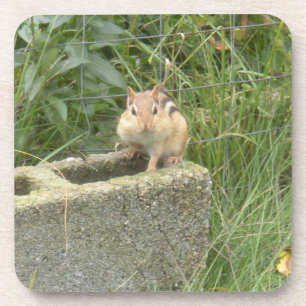 Niedlich Chipmunk Getränkeuntersetzer