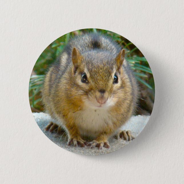 Niedlich Chipmunk hat sein Auge auf dich Button (Vorderseite)