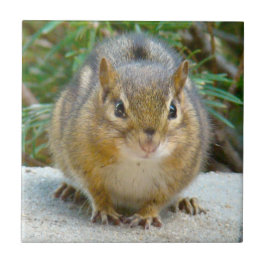 Niedlich Chipmunk hat sein Auge auf dich Fliese