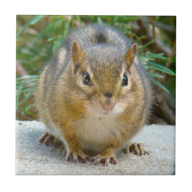 Niedlich Chipmunk hat sein Auge auf dich Fliese (Vorderseite)