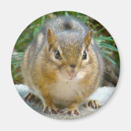 Niedlich Chipmunk hat sein Auge auf dich Magnet