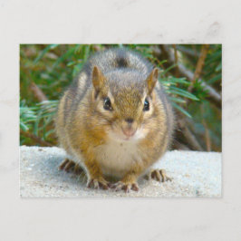 Niedlich Chipmunk hat sein Auge auf dich Postkarte
