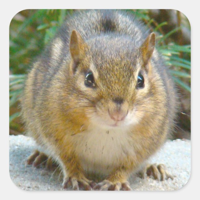 Niedlich Chipmunk hat sein Auge auf dich Quadratischer Aufkleber (Vorderseite)