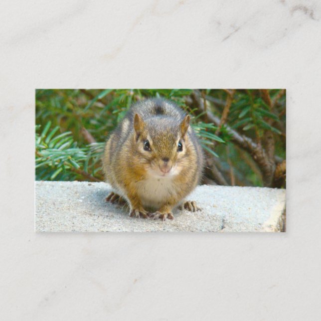 Niedlich Chipmunk hat sein Auge auf dich Visitenkarte (Vorderseite)