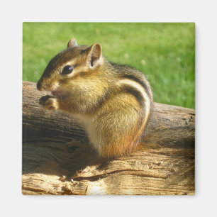 Niedlich Chipmunk Magnet