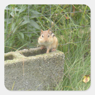 Niedlich Chipmunk Quadratischer Aufkleber