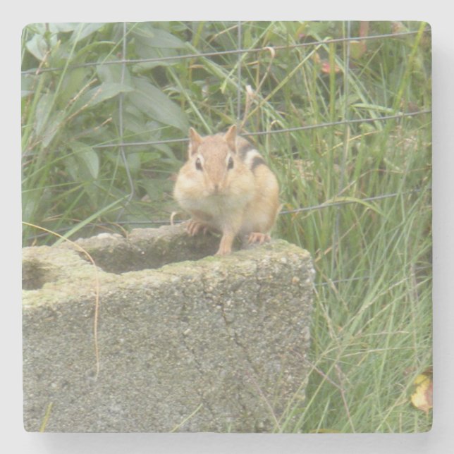 Niedlich Chipmunk Steinuntersetzer (Vorderseite)
