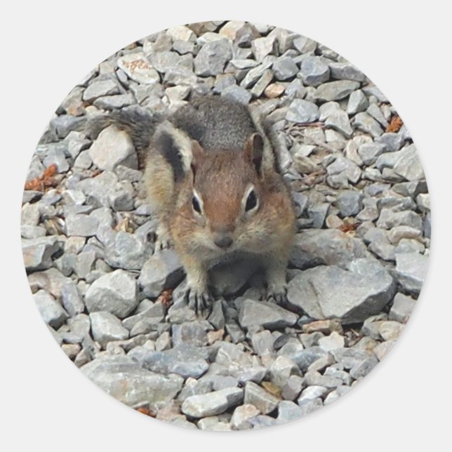 Niedlich Chipmunk Wildlife Foto Runder Aufkleber (Vorderseite)