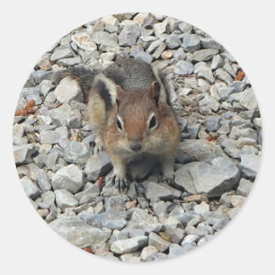 Niedlich Chipmunk Wildlife Foto Runder Aufkleber