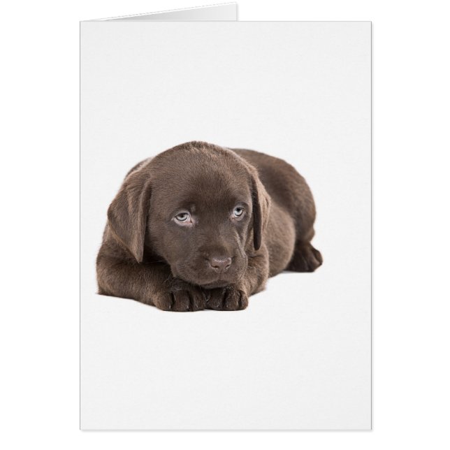 Niedlich Chocolate Labrador Puppy (Vorne)