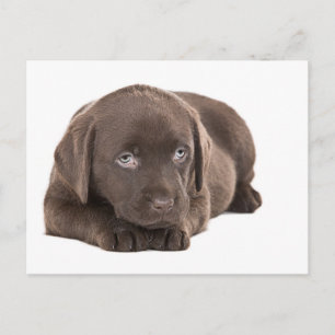 Niedlich Chocolate Labrador Puppy Postkarte