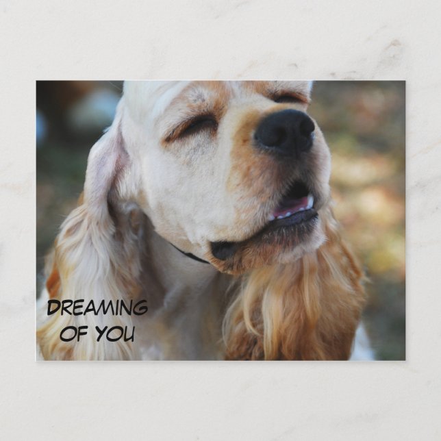 Niedlich Cocker Postkarte (Vorderseite)