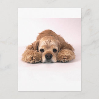 Niedlich Cocker Spaniel Postkarte