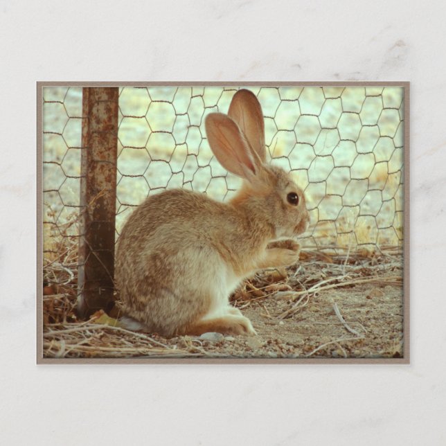 Niedlich Cottontail Bunny Postkarte (Vorderseite)