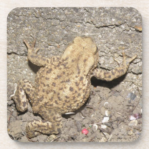 Niedlich Crawling Toad Cork Untersetzer