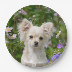 Niedlich Creme Chihuahua Dog Welpe Foto - Happy Pa Pappteller