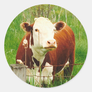 Niedlich Cudly Cow 4Carla Runder Aufkleber