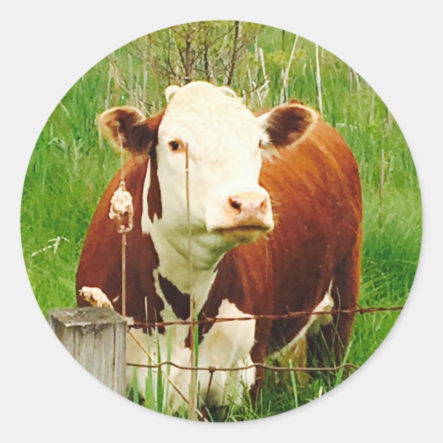 Niedlich Cudly Cow 4Carla Runder Aufkleber (Vorderseite)