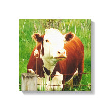 Niedlich Curry Cow 4Carrie