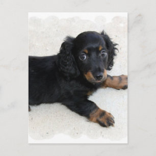 Niedlich Daschund Postcard Postkarte