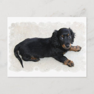 Niedlich Daschund Postcard Postkarte