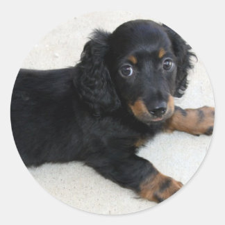 Niedlich Daschund Sticker