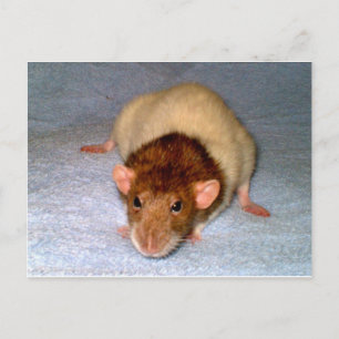 Niedlich Dumbo Rat Postcard Postkarte