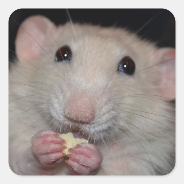 Niedlich Dumbo Rat Stickers (Vorderseite)