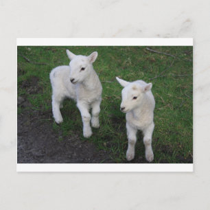 Niedlich Farm Ranch Baby Twins Sheep Lamm Postkarte